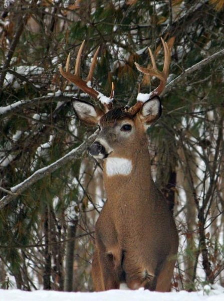 Pine Grove Resort Deer