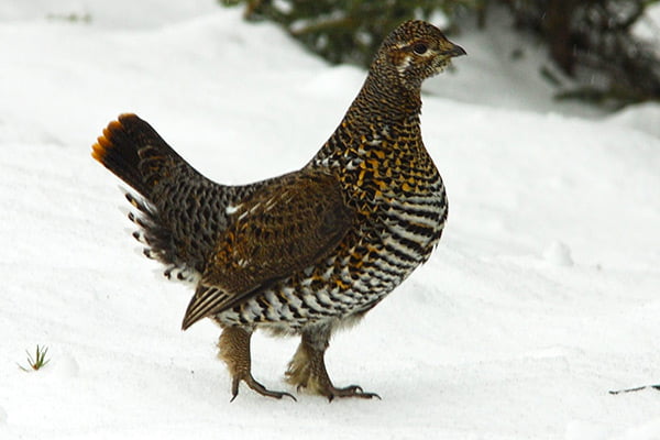 Sydney Lake Rough Grouse