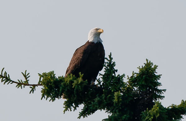 Sydney Lake Bald Eagle