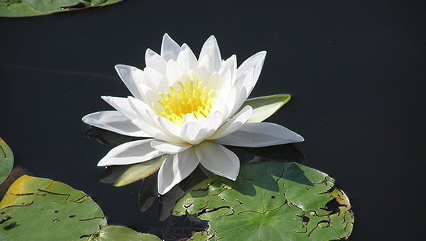 Sydney Lake Water Lily